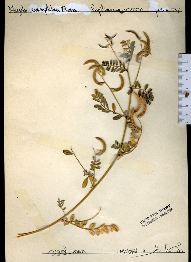 Astragalus eremophilus photo 8