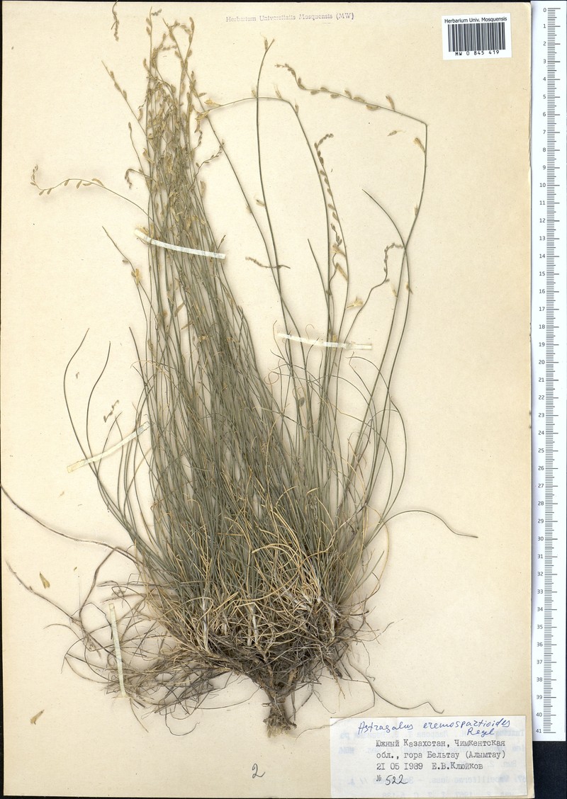 Astragalus eremospartoides