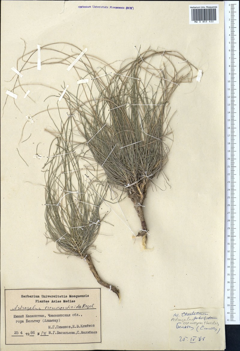 Astragalus eremospartoides photo 2