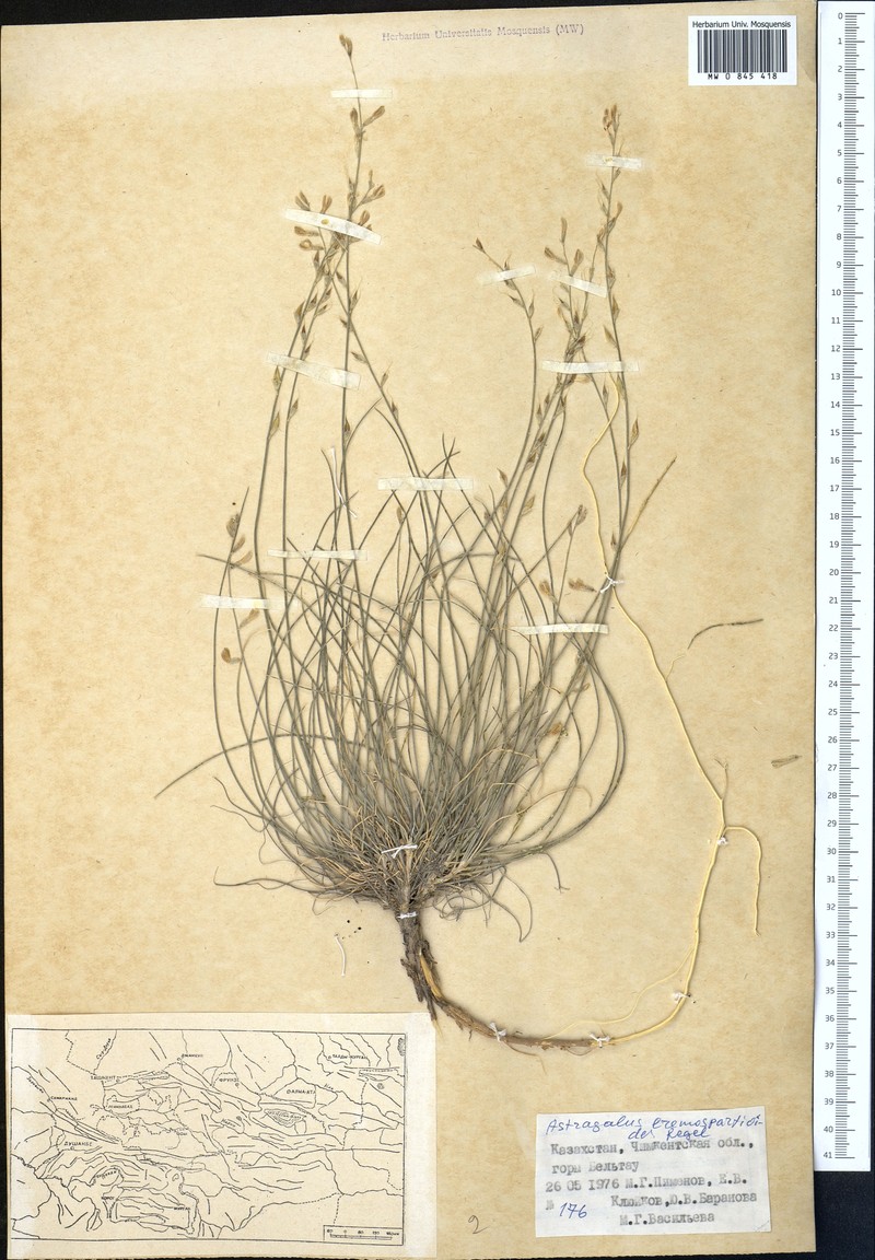 Astragalus eremospartoides photo 3