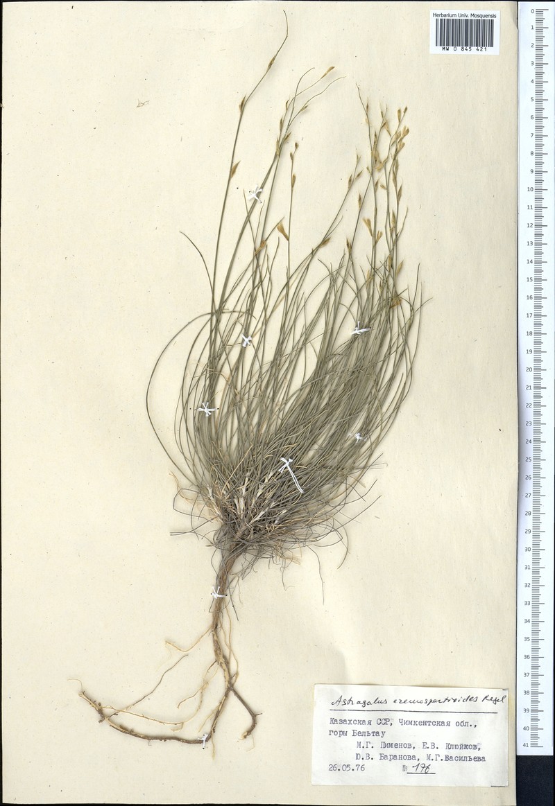 Astragalus eremospartoides photo 4