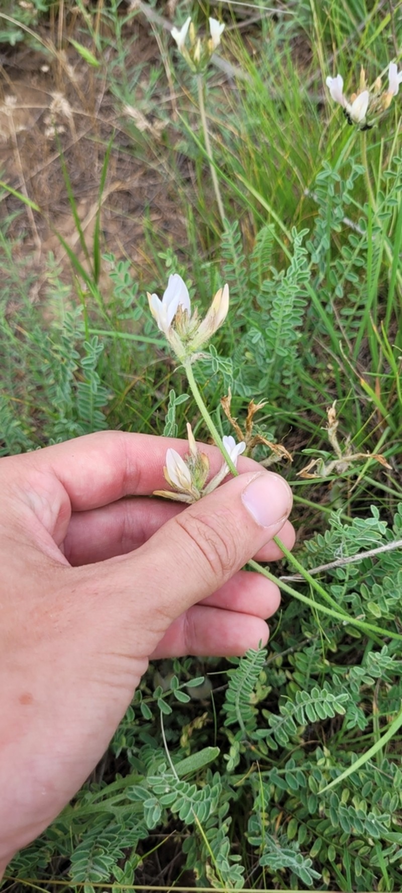 Astragalus ergenensis