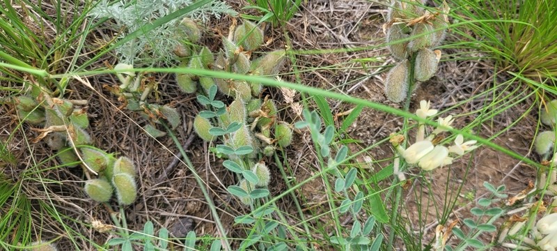 Astragalus ergenensis photo 2
