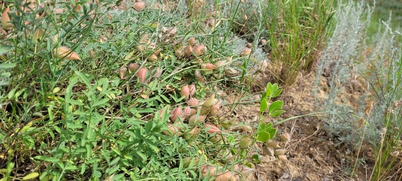 Astragalus ergenensis photo 3