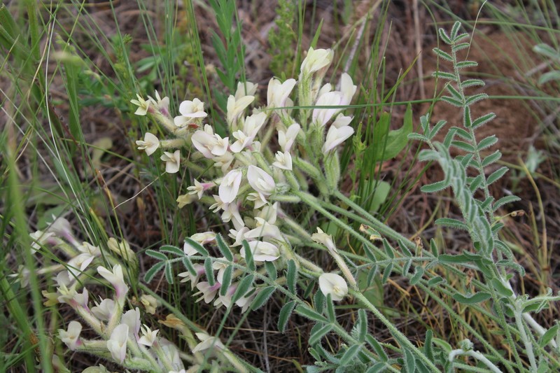 Astragalus ergenensis photo 4