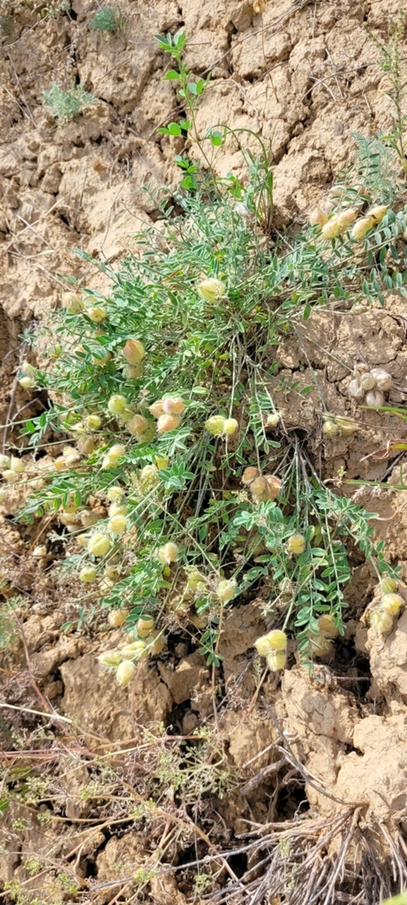 Astragalus ergenensis photo 5