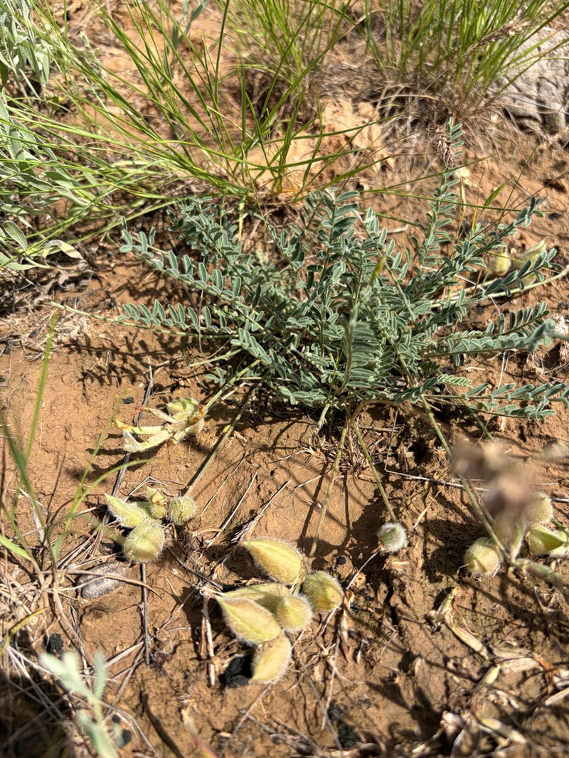 Astragalus ergenensis photo 6