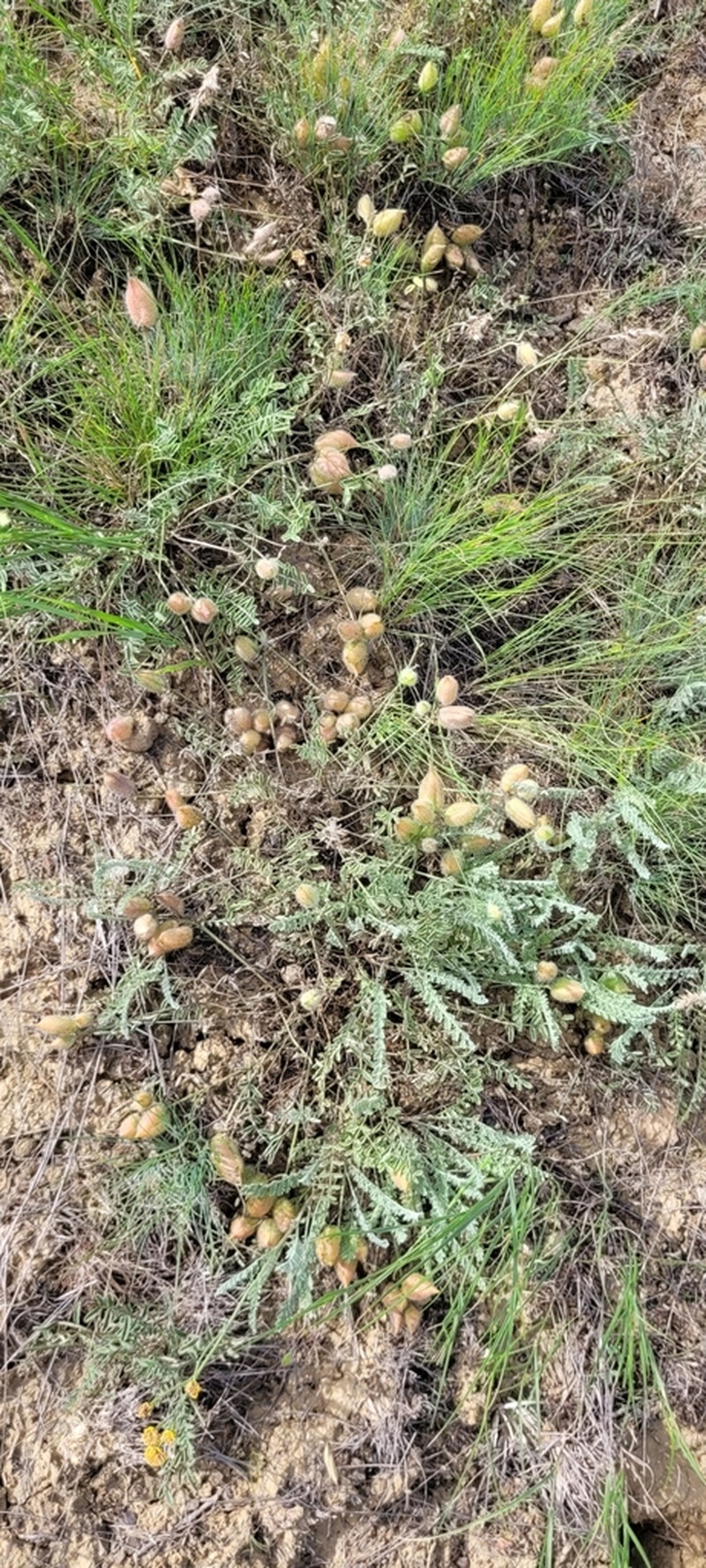 Astragalus ergenensis photo 7