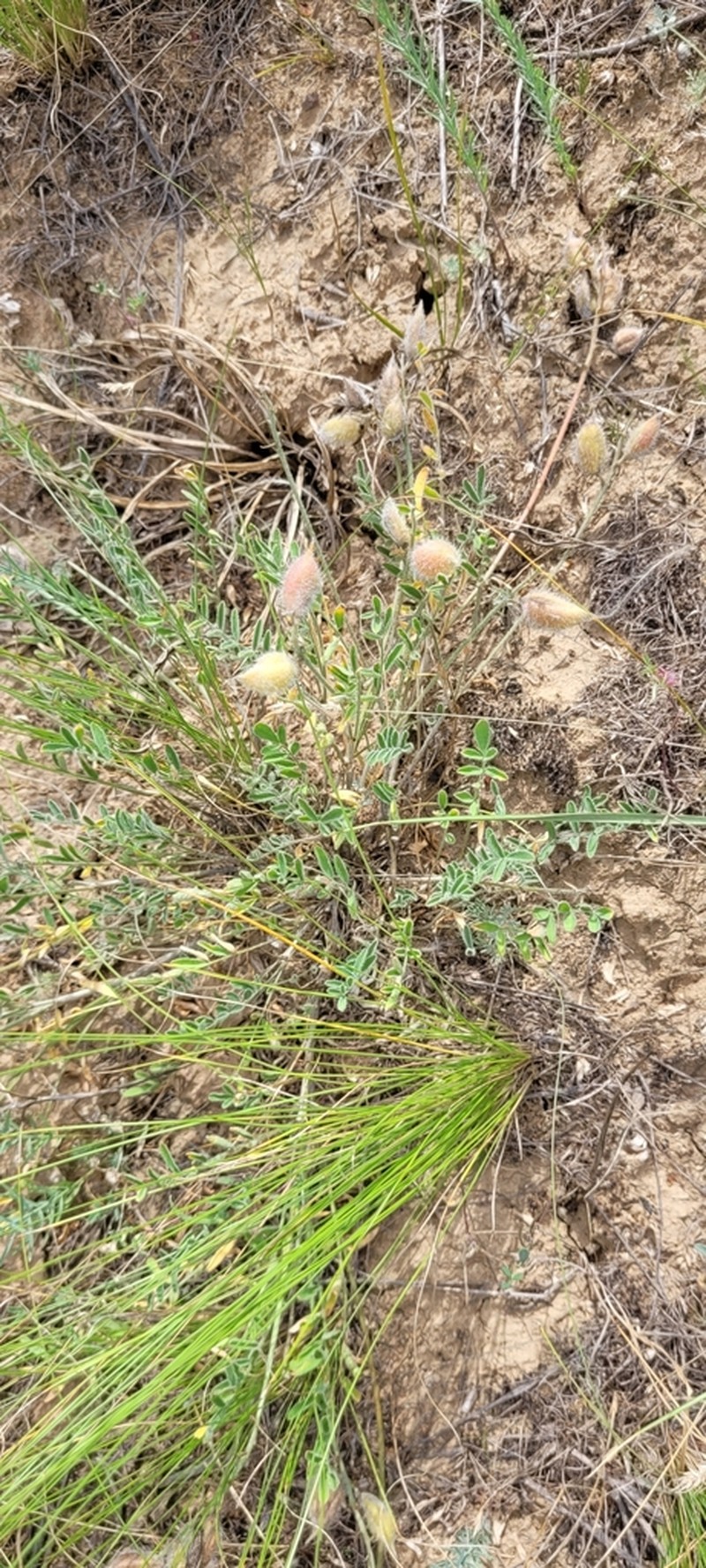 Astragalus ergenensis photo 8
