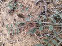 Astragalus erioceras