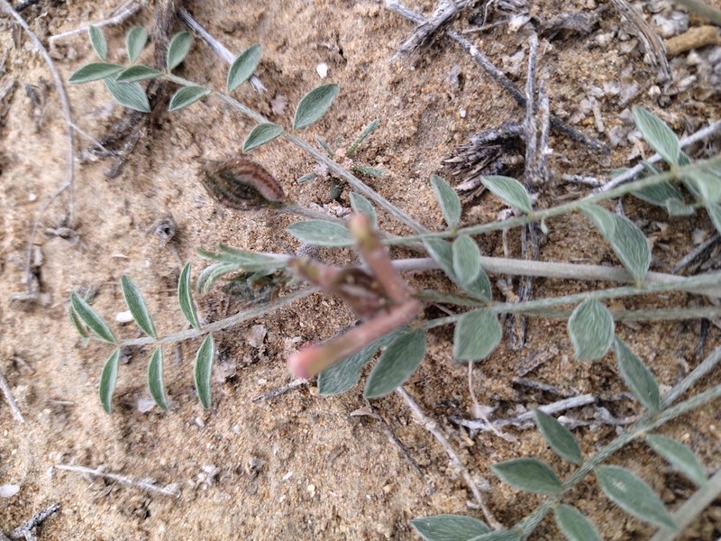 Astragalus erioceras
