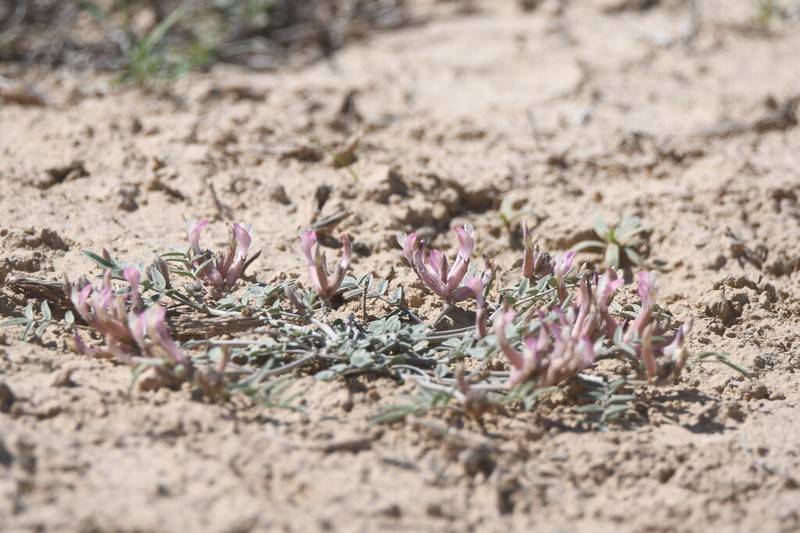 Astragalus erioceras photo 2