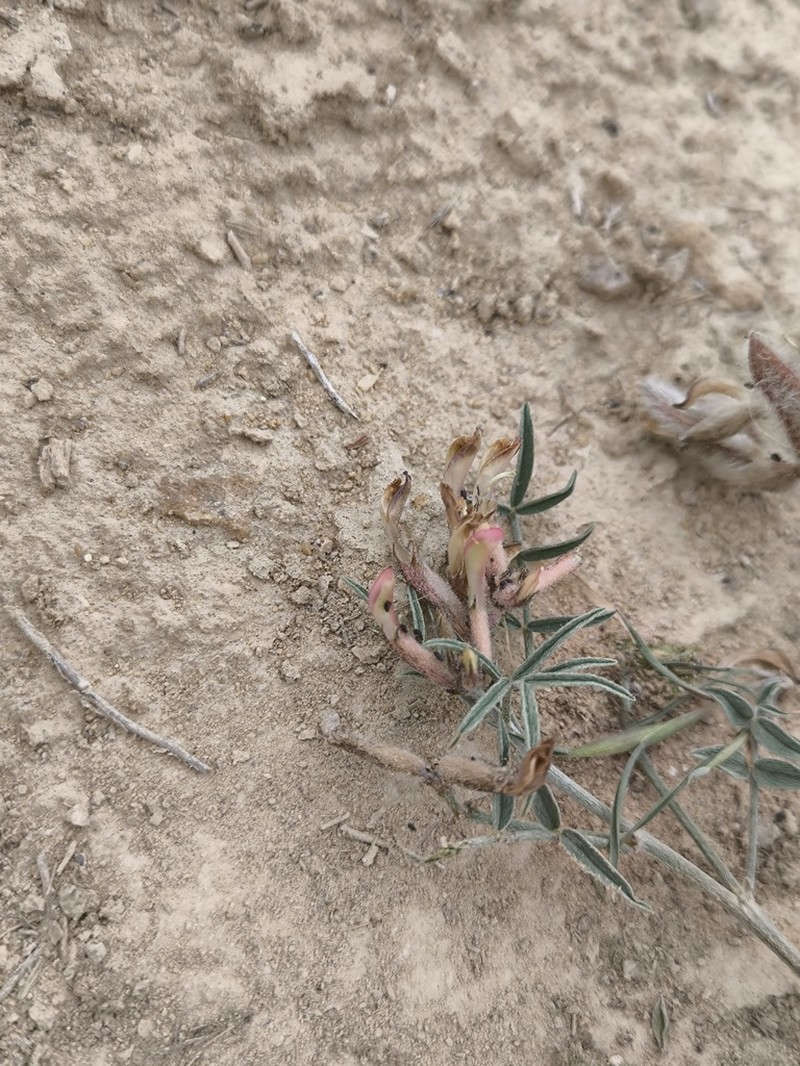 Astragalus erioceras photo 3