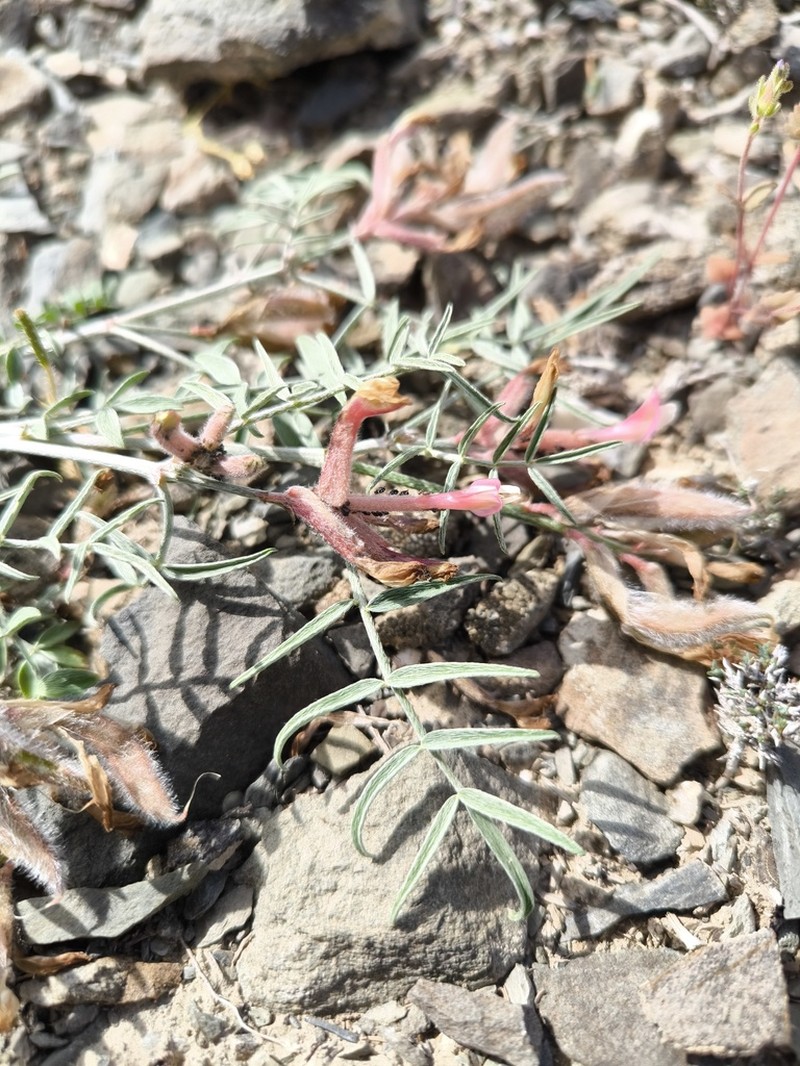 Astragalus erioceras photo 4