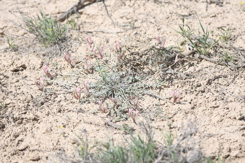 Astragalus erioceras photo 5