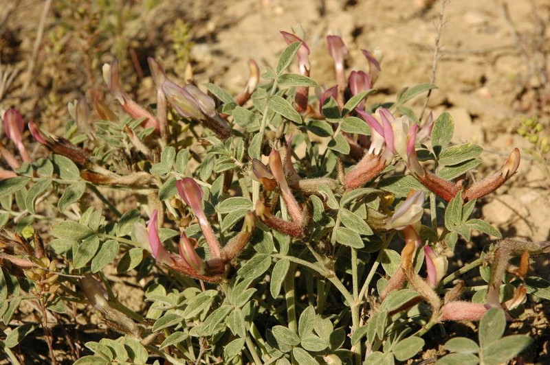 Astragalus erioceras photo 6
