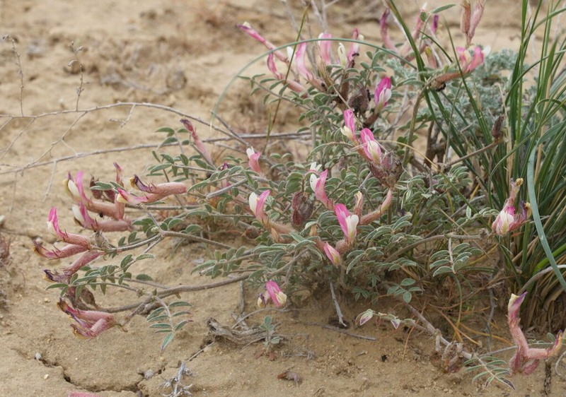 Astragalus erioceras photo 7
