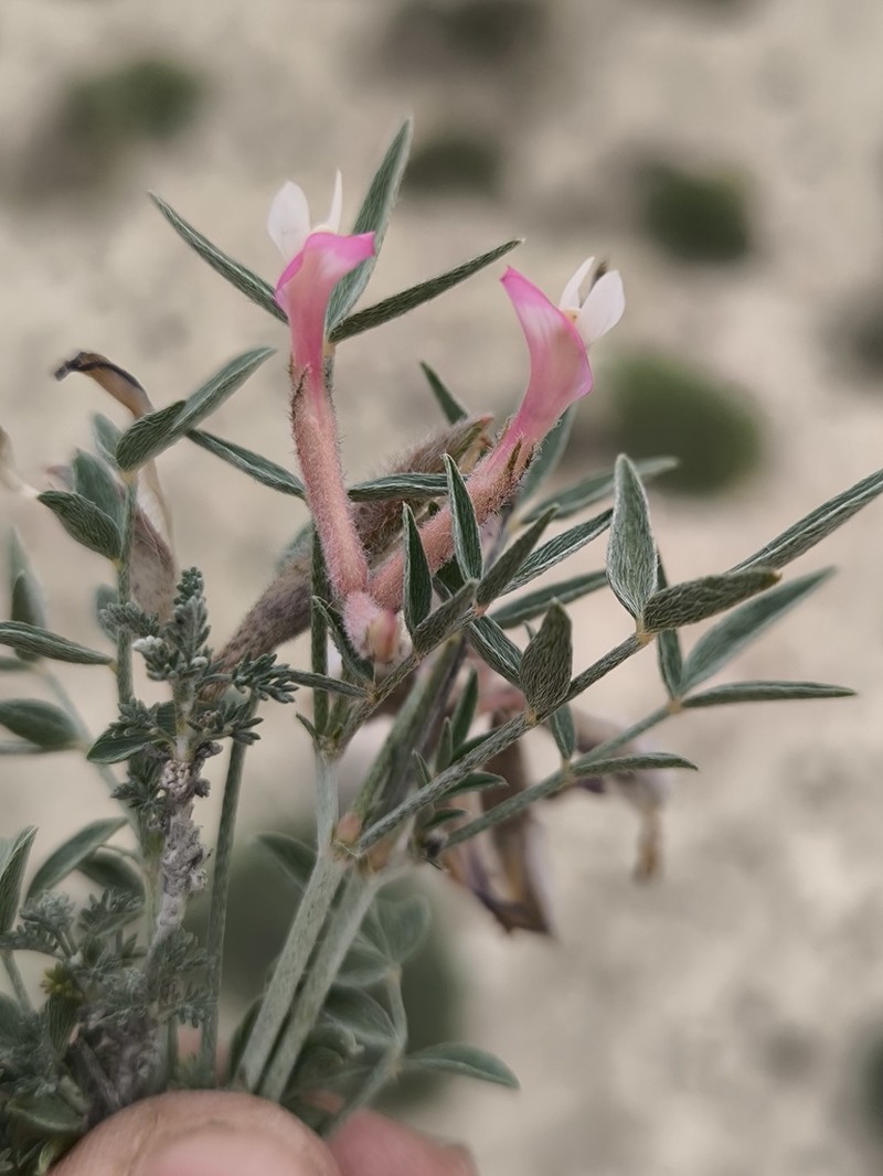 Astragalus erioceras photo 8