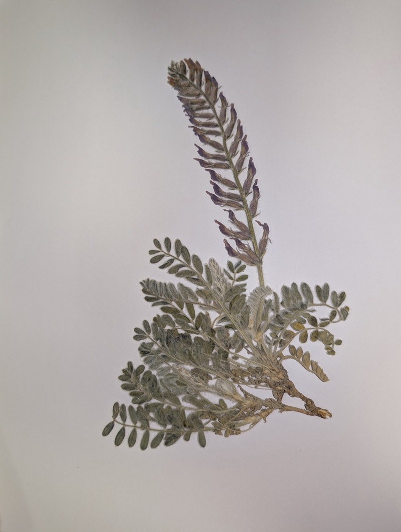 Astragalus eriopodus
