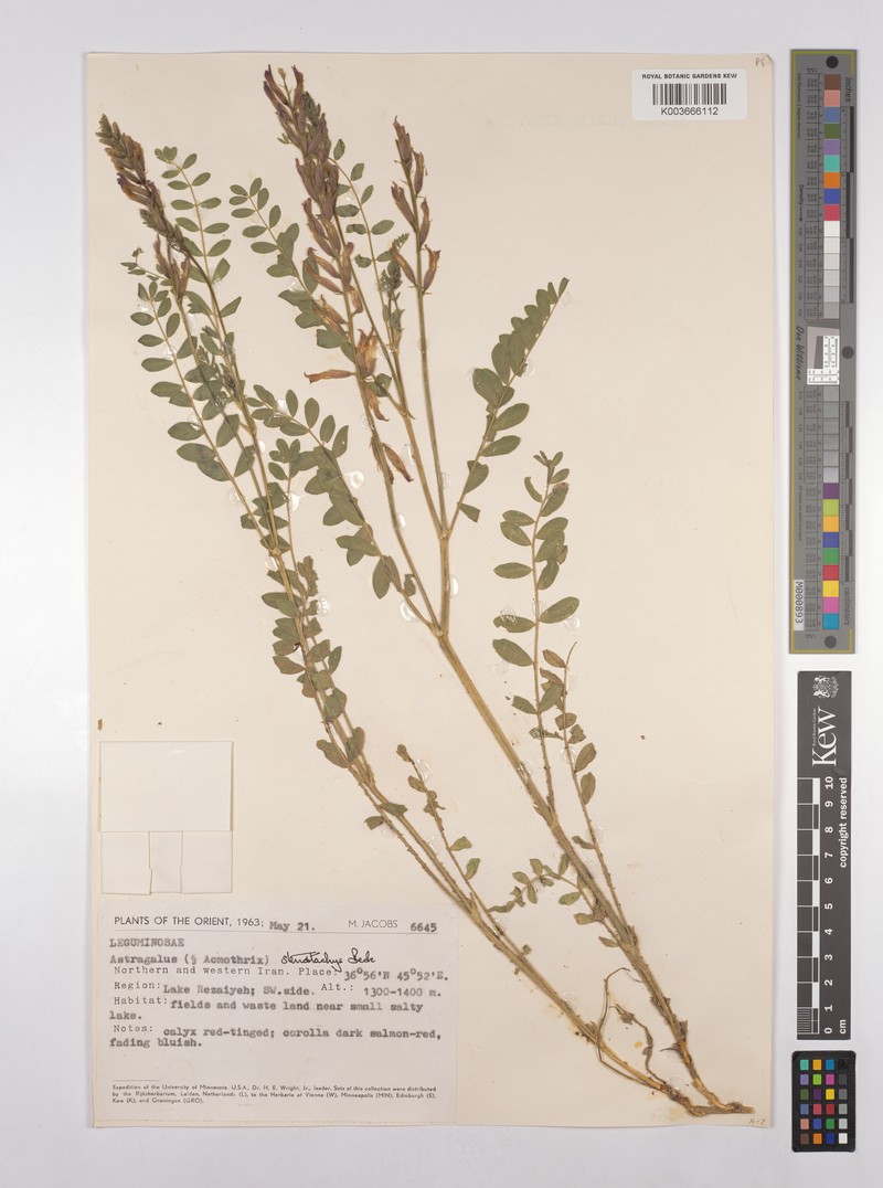 Astragalus eriopodus photo 2
