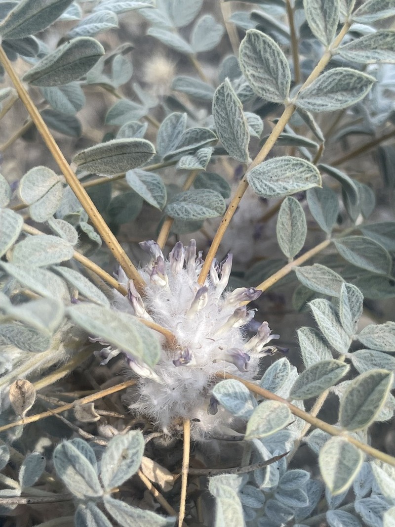 Astragalus eriosphaerus