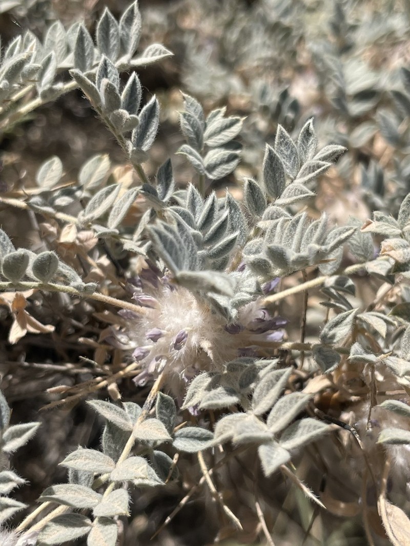 Astragalus eriosphaerus photo 2