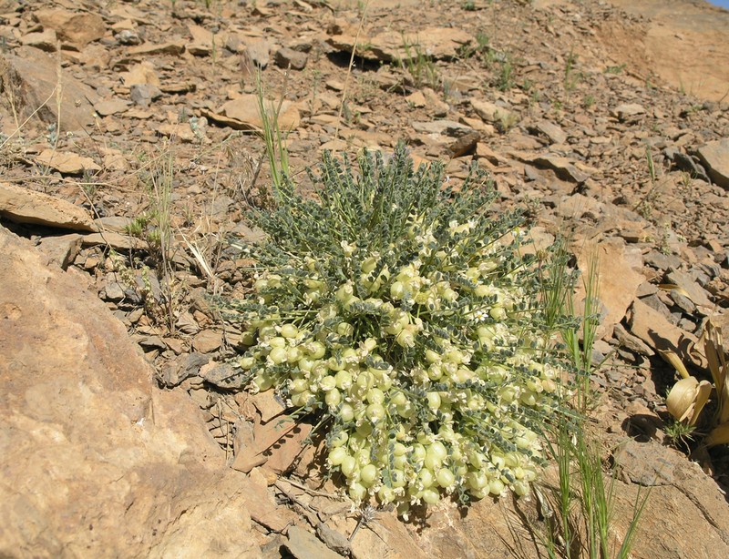Astragalus eriostomus