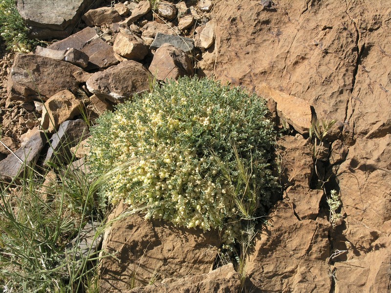 Astragalus eriostomus photo 2