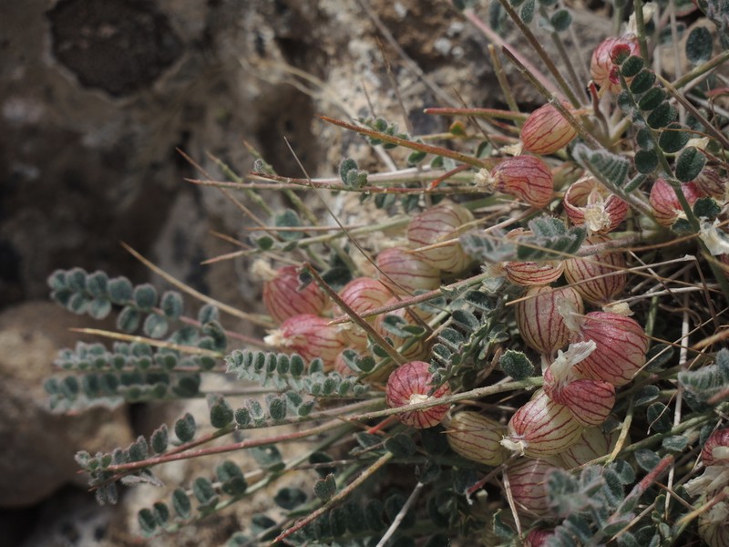Astragalus eriostomus photo 3