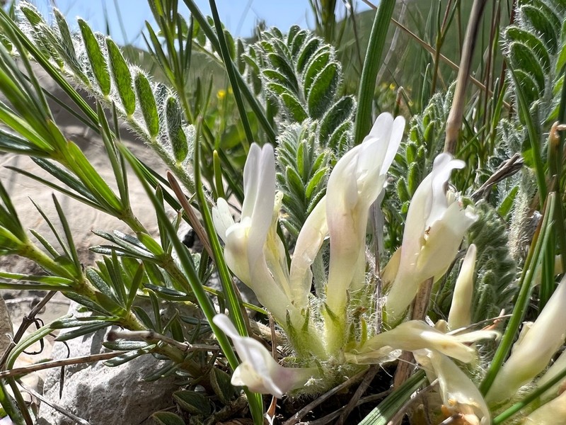 Astragalus erivanensis