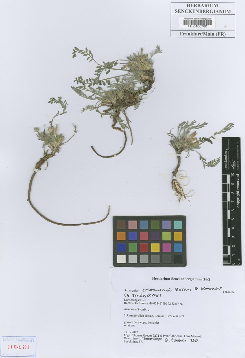 Astragalus erivanensis photo 2