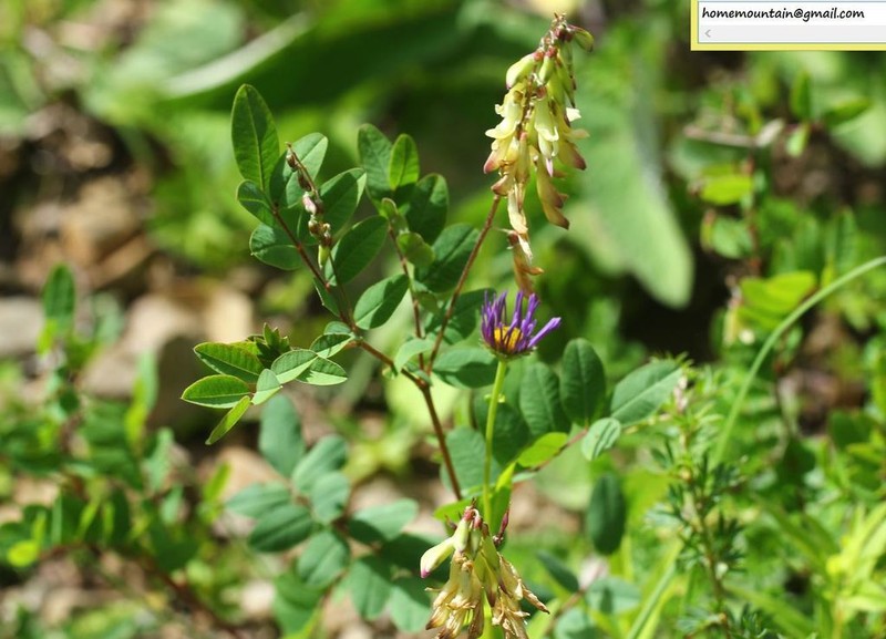 Astragalus ernestii