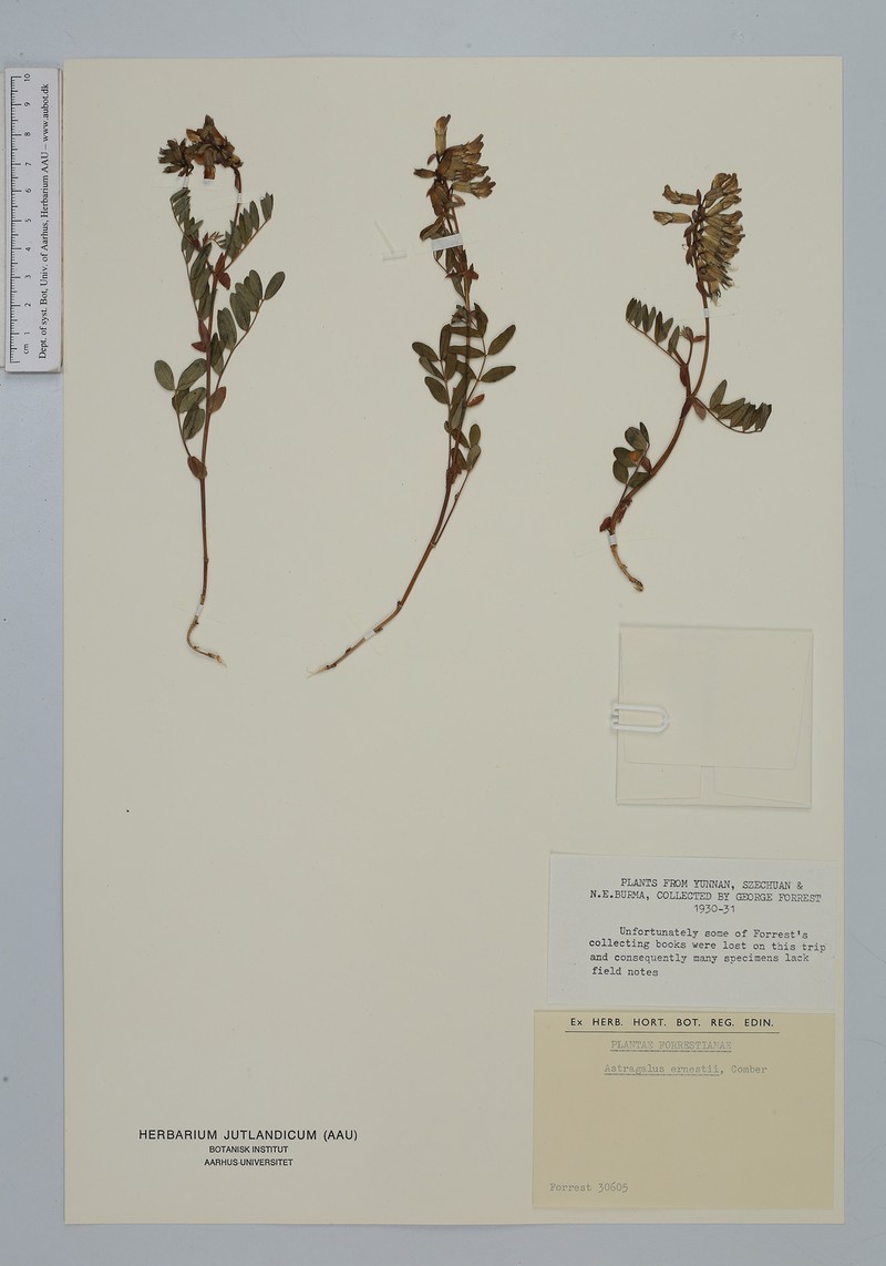 Astragalus ernestii photo 2