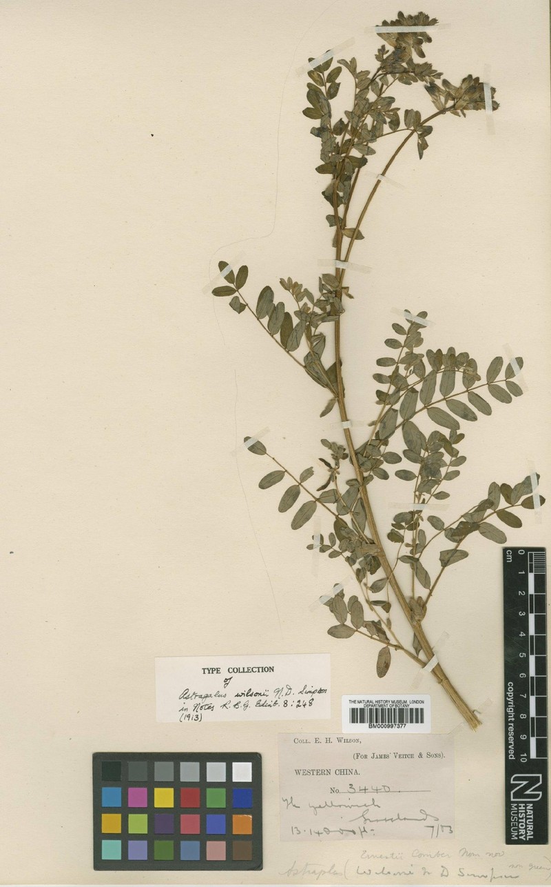 Astragalus ernestii photo 3