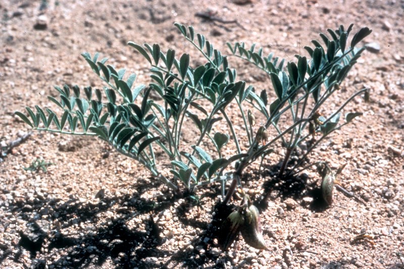 Walker Pass Milkvetch