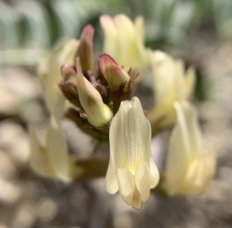 Walker Pass Milkvetch photo 3