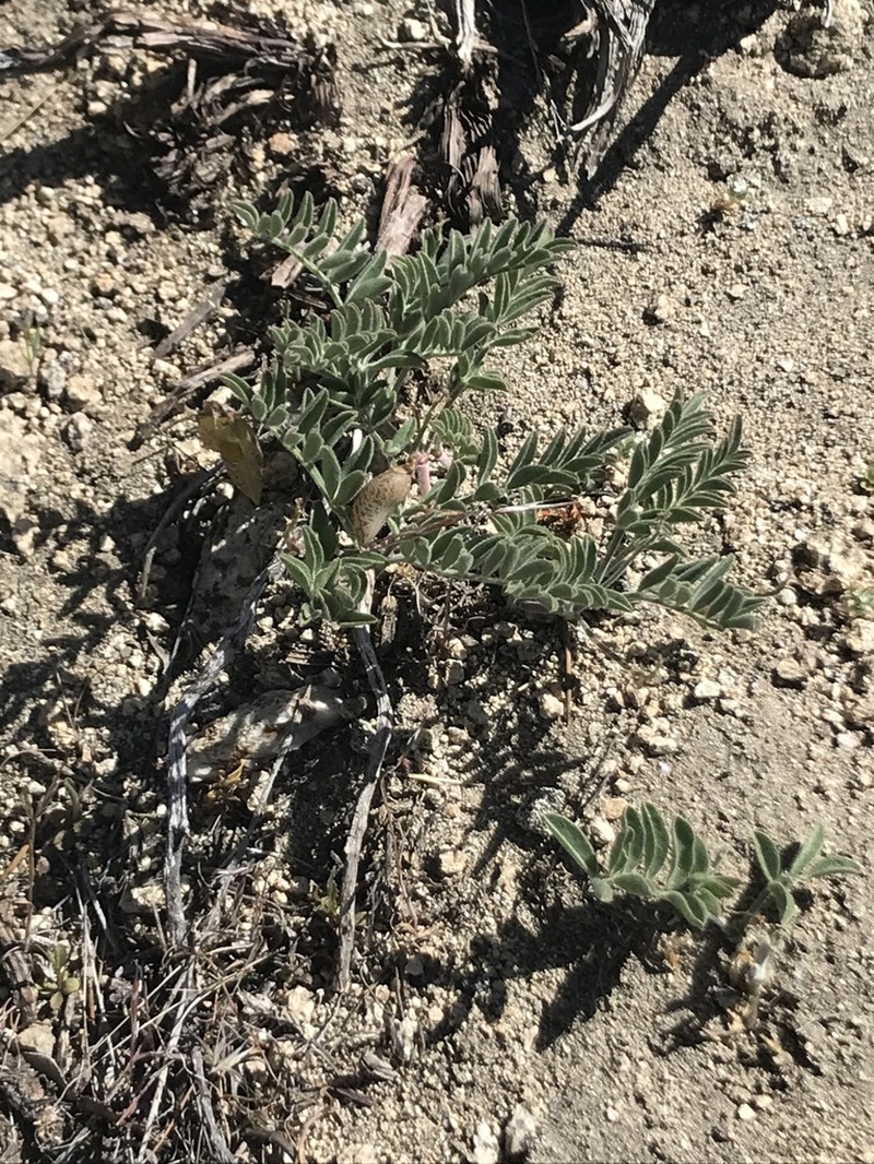 Walker Pass Milkvetch photo 4