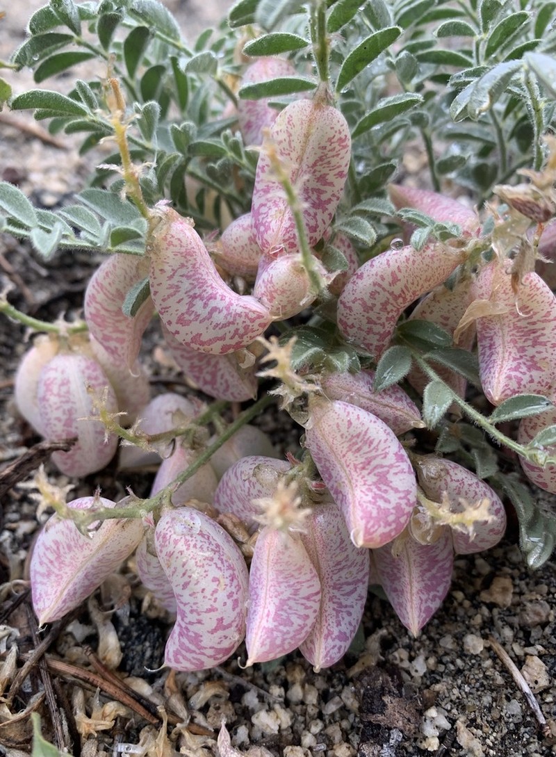 Walker Pass Milkvetch photo 6