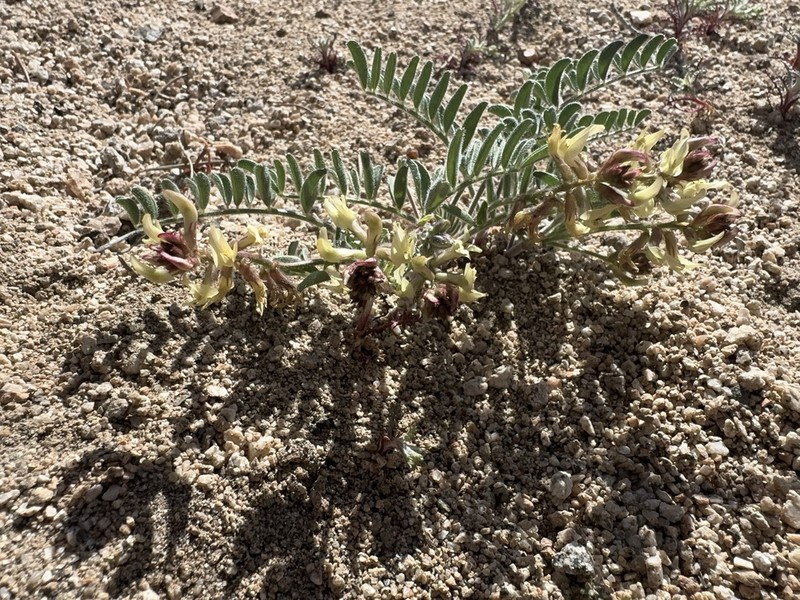 Walker Pass Milkvetch photo 7