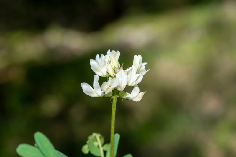 Astragalus ervoides