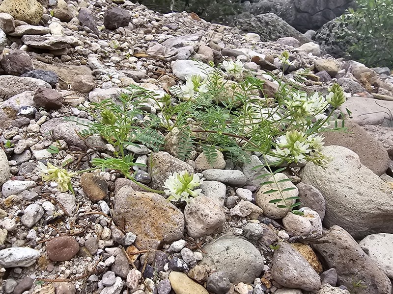Astragalus ervoides photo 2