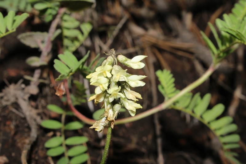 Astragalus ervoides photo 3