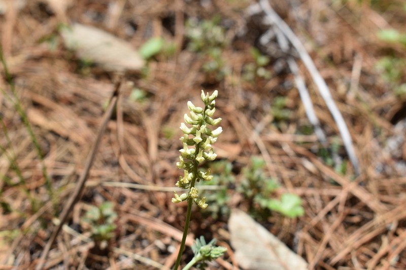 Astragalus ervoides photo 4
