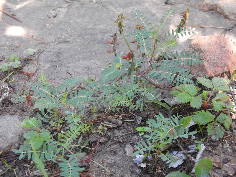 Astragalus ervoides photo 5