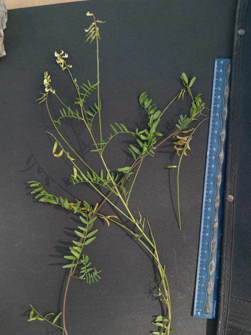 Astragalus ervoides photo 6