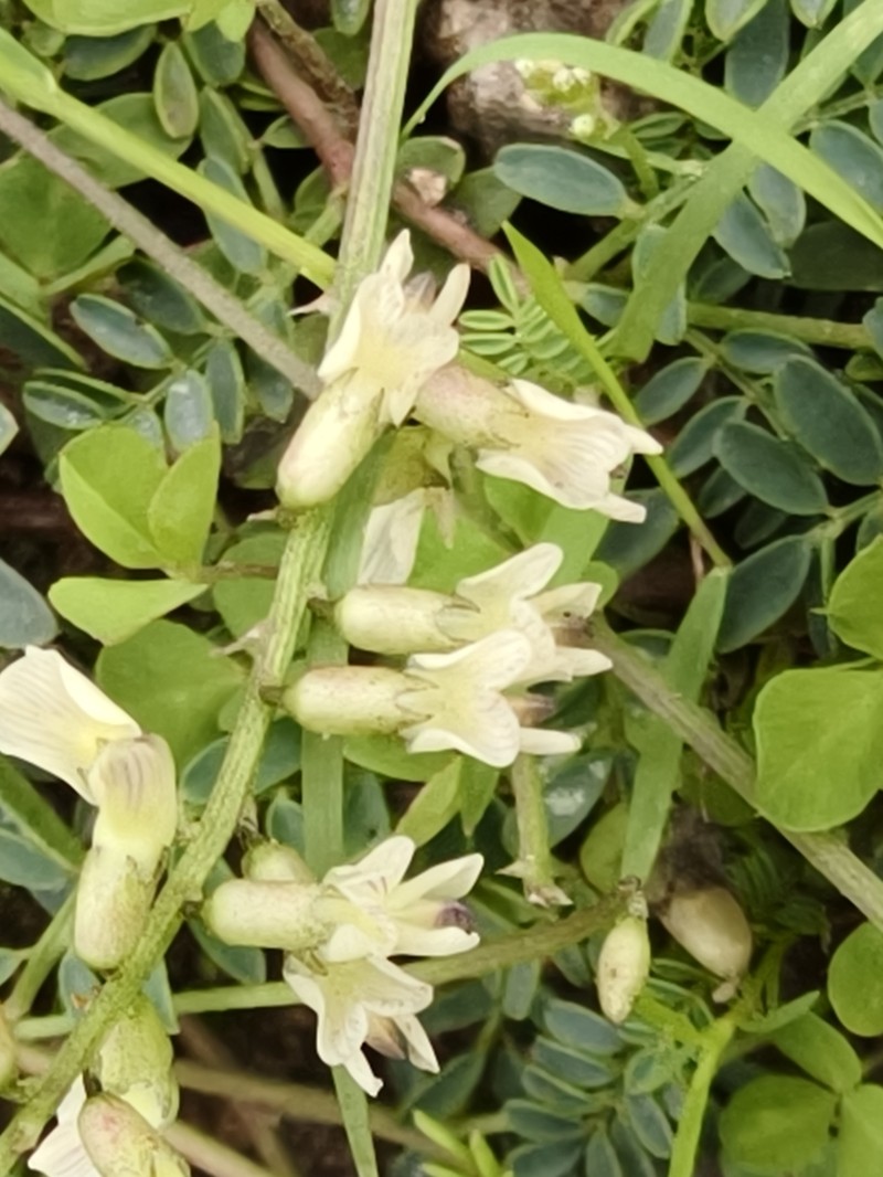 Astragalus ervoides photo 7