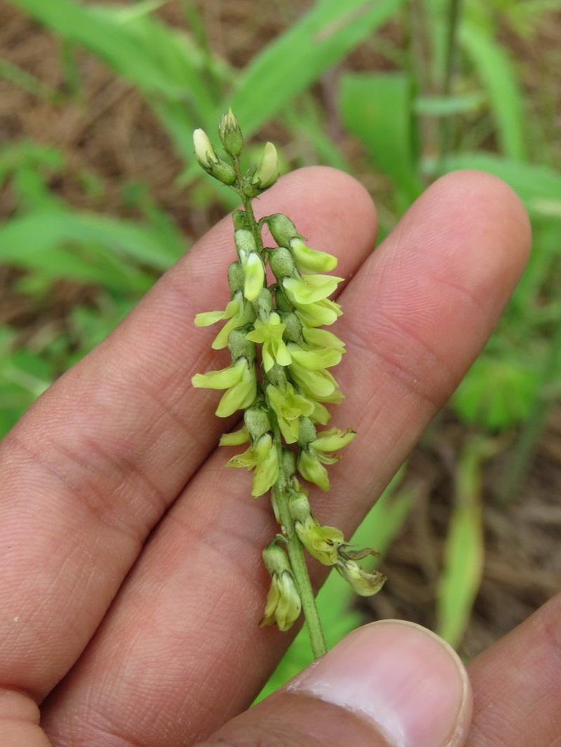 Astragalus ervoides photo 8