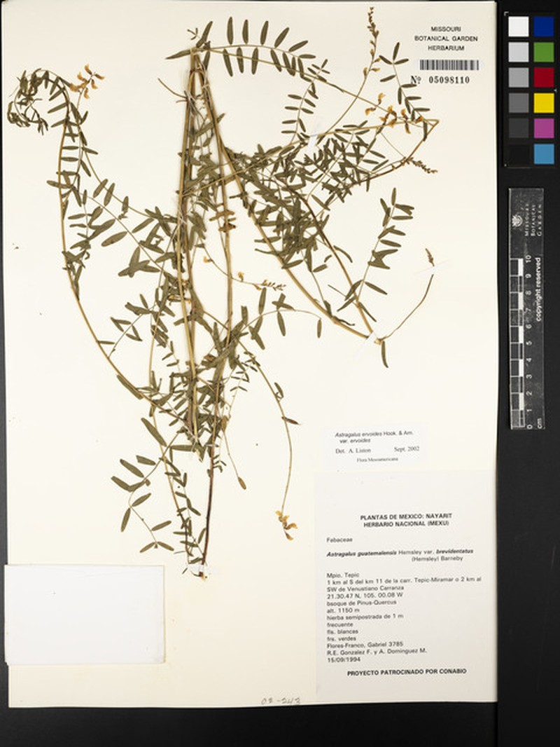 Astragalus ervoides var. ervoides