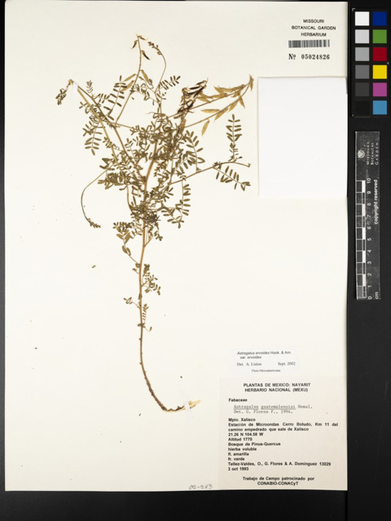 Astragalus ervoides var. ervoides photo 2