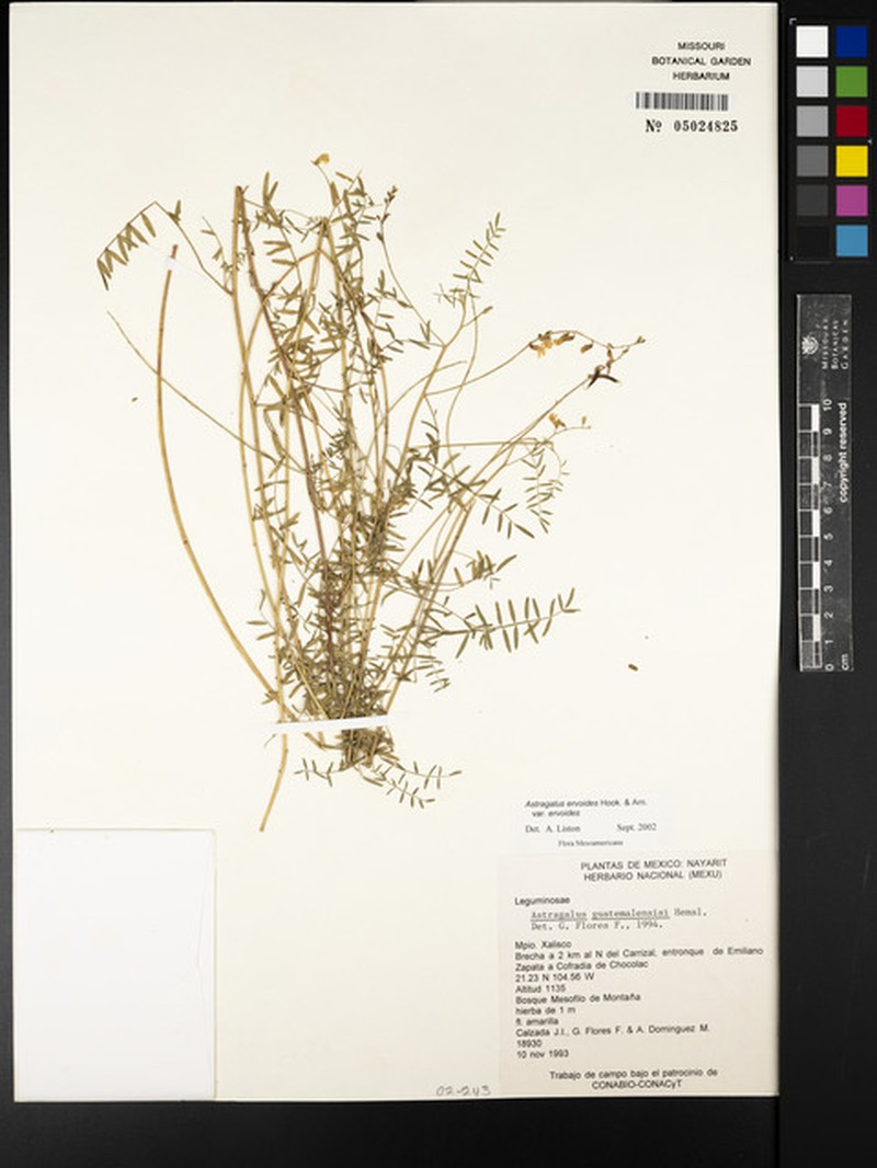 Astragalus ervoides var. ervoides photo 3